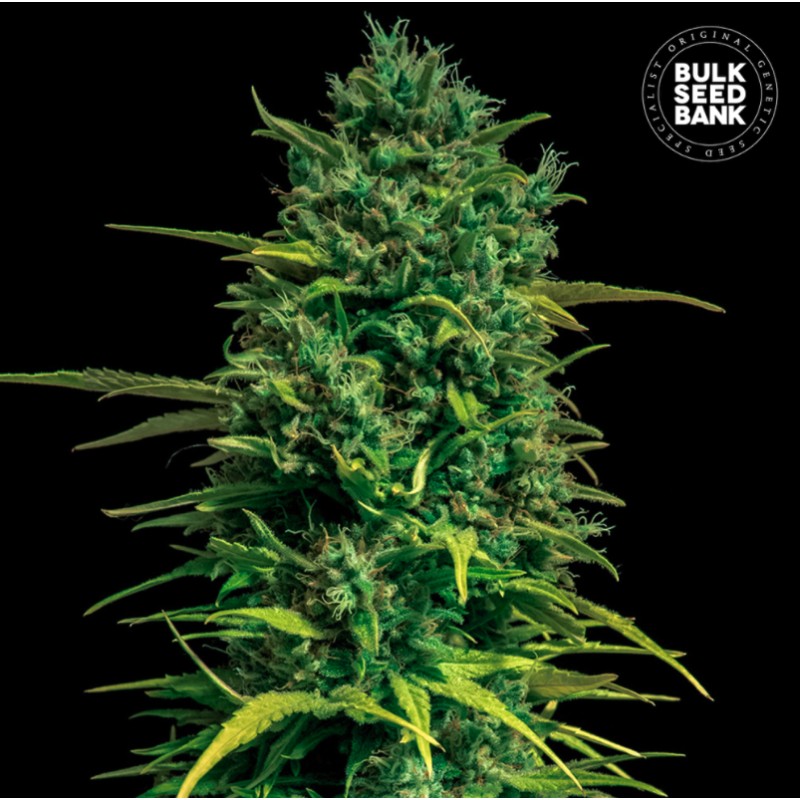 AUTO TROPICAL COCONUT · Bulk Seed Bank · cannabis samen · Auto Fem