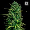 AUTO TROPICAL COCONUT · Bulk Seed Bank · cannabis samen · Auto Fem