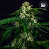 AUTO WATERMELON JAM · Bulk Seed Bank · graines de cannabis · Auto Fem