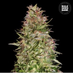 AUTO WHITE PRUSSIAN · Bulk Seed Bank · cannabis seeds · Auto Fem