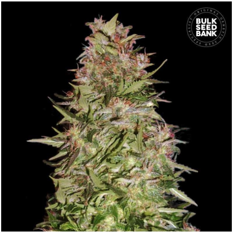 AUTO WHITE PRUSSIAN · Bulk Seed Bank · sementes de maconha · Auto Fem