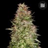 AUTO WHITE PRUSSIAN · Bulk Seed Bank · sementes de maconha · Auto Fem