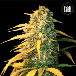AUTO WHITE WIDOW · Bulk Seed Bank · kaufen cannabis · Auto Fem