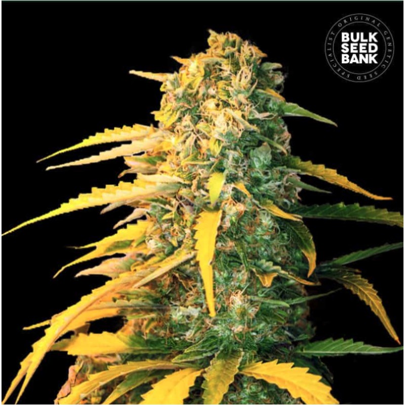 AUTO WHITE WIDOW · Bulk Seed Bank · kenevir tohum · Auto Fem