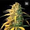 AUTO WHITE WIDOW · Bulk Seed Bank · cannabis seeds · Auto Fem