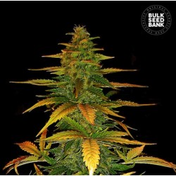 AUTO WILD DWARF · Bulk Seed Bank · cannabis samen · Auto Fem