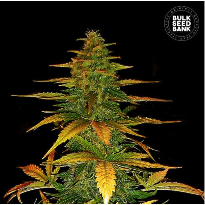 AUTO WILD DWARF · Bulk Seed Bank · cannabis samen · Auto Fem