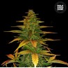 AUTO WILD DWARF · Bulk Seed Bank · graines de cannabis · Auto Fem