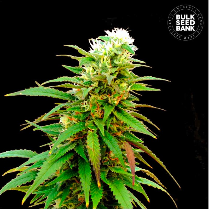 AUTO ZKITTLY ZI ZI · Bulk Seed Bank · sementes de maconha · Auto Fem