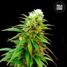 AUTO ZKITTLY ZI ZI · Bulk Seed Bank · graines de cannabis · Auto Fem