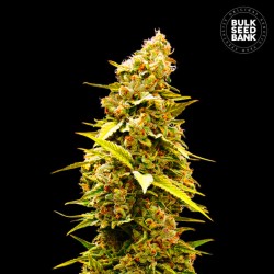 BANANA MONKEY · Bulk Seed Bank · cannabis samen · Fem