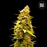 BANANA MONKEY · Bulk Seed Bank · sementes de maconha · Fem