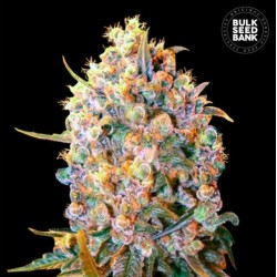 BIGGER BUD · Bulk Seed Bank · graines de cannabis · Fem