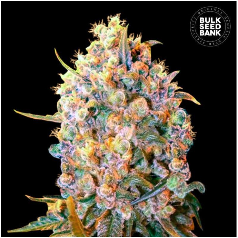 BIGGER BUD · Bulk Seed Bank · cannabis seeds · Fem