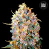 BIGGER BUD · Bulk Seed Bank · graines de cannabis · Fem