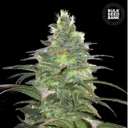 BLUEBERRY BERRY · Bulk Seed Bank · graines de cannabis · Fem