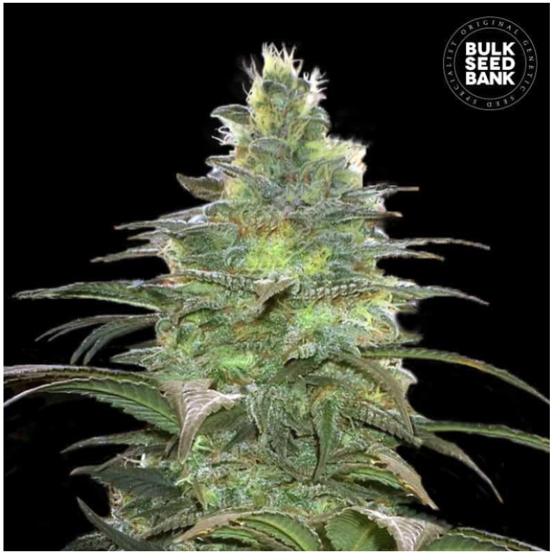 BLUEBERRY BERRY · Bulk Seed Bank · cannabis seeds · Fem