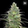 BLUEBERRY BERRY · Bulk Seed Bank · kenevir tohum · Fem