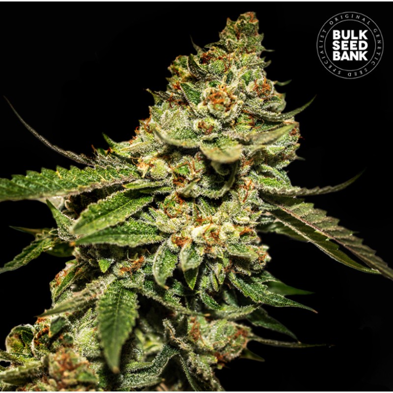 BRUCE BANNER 5 · Bulk Seed Bank · kenevir tohum · Fem