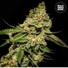 BRUCE BANNER 5 · Bulk Seed Bank · graines de cannabis · Fem