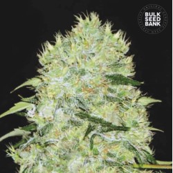 BUBBLEGUM EXTRA · Bulk Seed Bank · cannabis samen · Fem