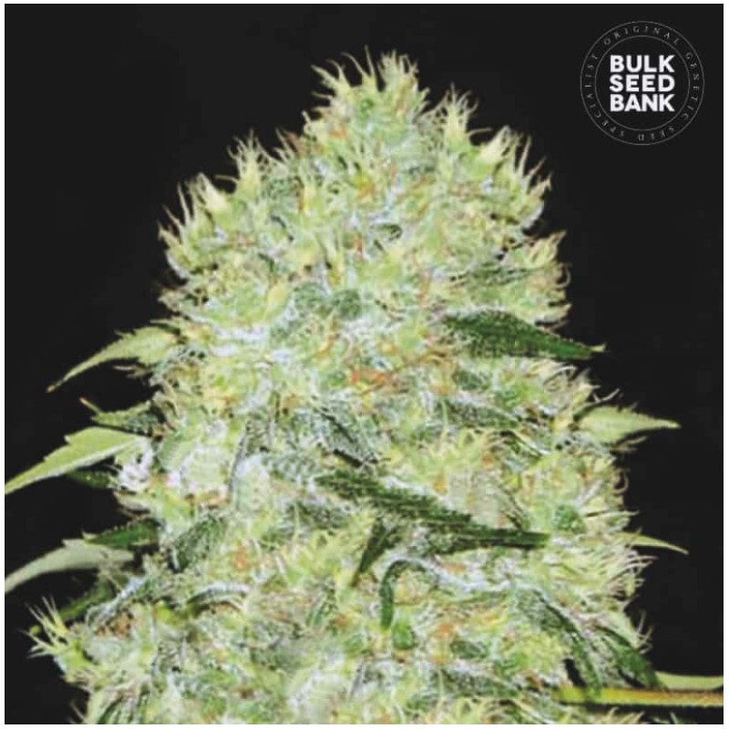 BUBBLEGUM EXTRA · Bulk Seed Bank · graines de cannabis · Fem
