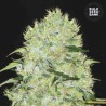 BUBBLEGUM EXTRA · Bulk Seed Bank · cannabis samen · Fem