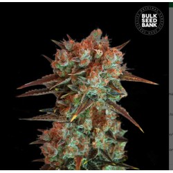 CARAMEL KING · Bulk Seed Bank · graines de cannabis · Fem