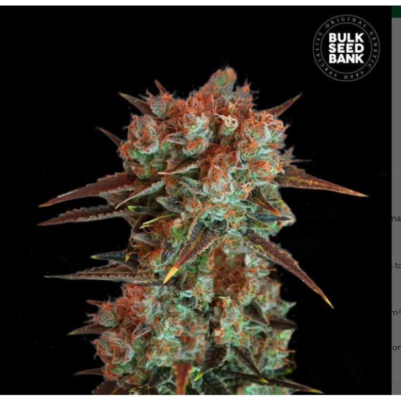 CARAMEL KING · Bulk Seed Bank · sementes de maconha · Fem
