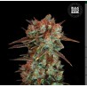 CARAMEL KING · Bulk Seed Bank · sementes de maconha · Fem
