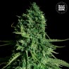 CBD CHEESE · Bulk Seed Bank · graines de cannabis · Fem