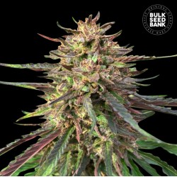 CBD AUTO GUERILLA GLUE · Bulk Seed Bank · graines de cannabis · Auto Fem