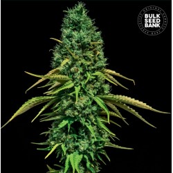 CBD CRITICAL · Bulk Seed Bank · graines de cannabis · Fem
