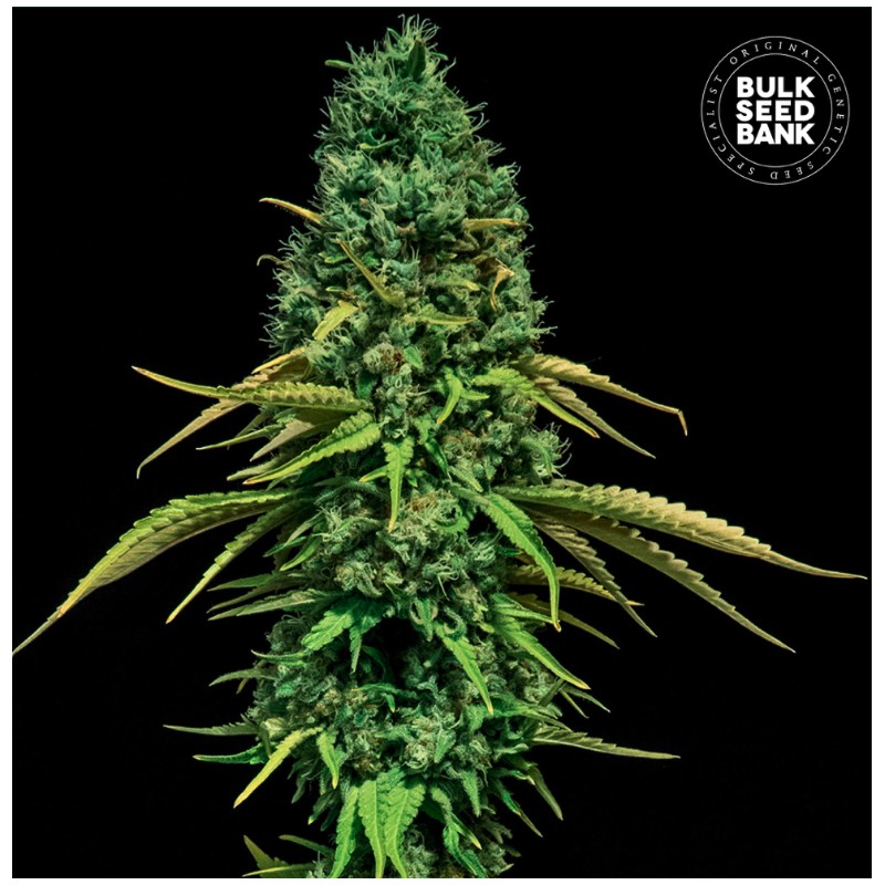 CBD CRITICAL · Bulk Seed Bank · graines de cannabis · Fem