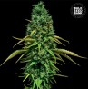 CBD CRITICAL · Bulk Seed Bank · kenevir tohum · Fem