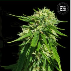 CBD GOOD WILD SHARK · Bulk Seed Bank · graines de cannabis · Fem