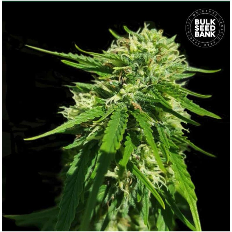 CBD GOOD WILD SHARK · Bulk Seed Bank · cannabis seeds · Fem