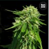 CBD GOOD WILD SHARK · Bulk Seed Bank · cannabis seeds · Fem