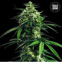 CBD INDICA KING · Bulk Seed Bank · sementes de maconha · Fem
