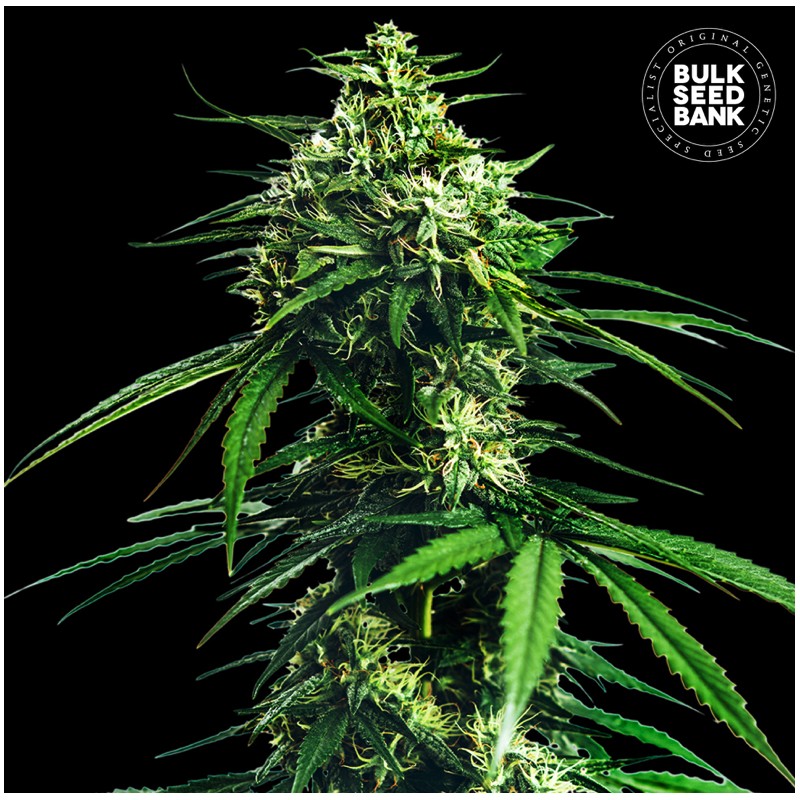 CBD INDICA KING · Bulk Seed Bank · sementes de maconha · Fem