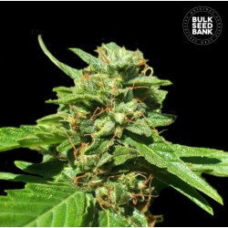 CBD NEPAL GOLD · Bulk Seed Bank · graines de cannabis · Fem