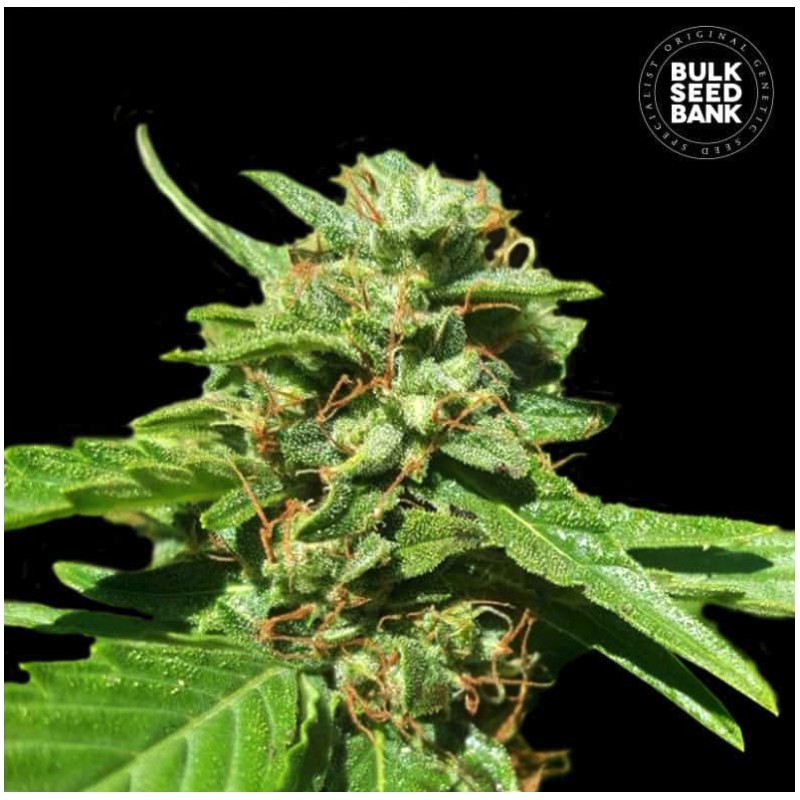 CBD NEPAL GOLD · Bulk Seed Bank · cannabis samen · Fem