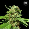 CBD NEPAL GOLD · Bulk Seed Bank · sementes de maconha · Fem