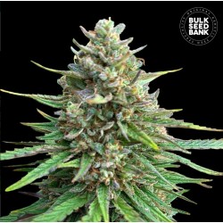 CBD SATIVA KING · Bulk Seed Bank · graines de cannabis · Fem