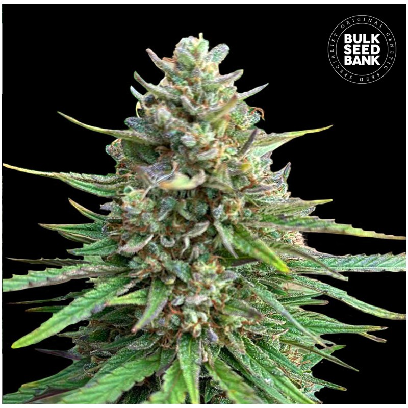 CBD SATIVA KING · Bulk Seed Bank · cannabis seeds · Fem