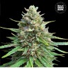 CBD SATIVA KING · Bulk Seed Bank · cannabis samen · Fem