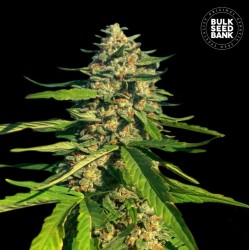CBG CRITICAL MASS · Bulk Seed Bank · sementes de maconha · Fem