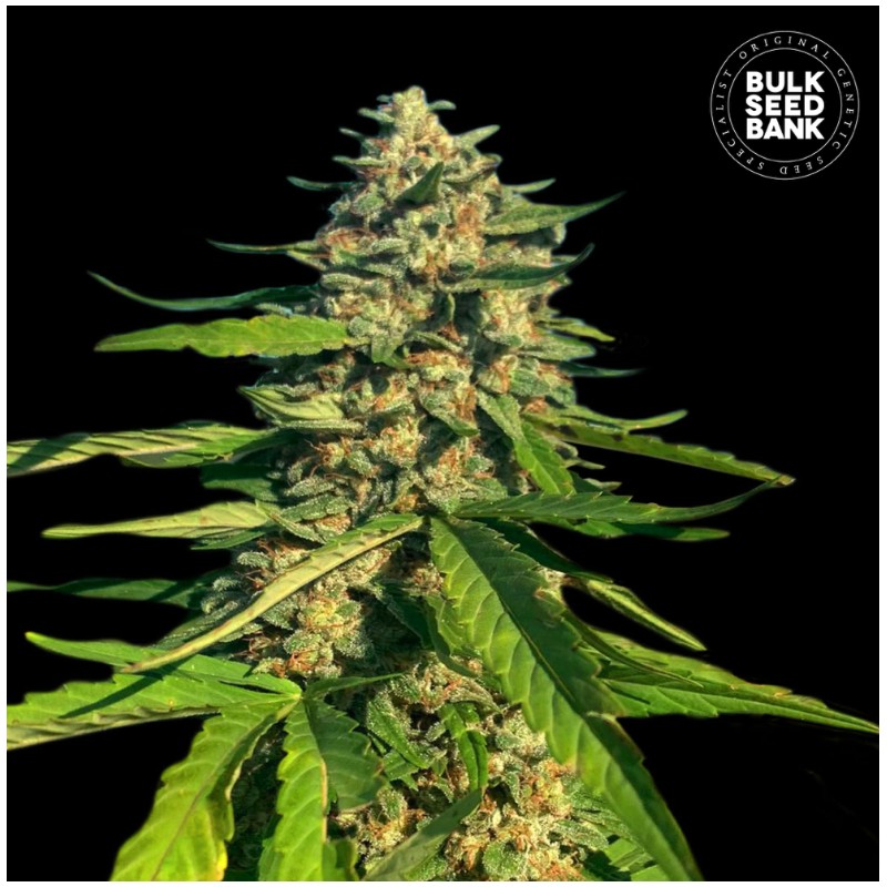 CBG CRITICAL MASS · Bulk Seed Bank · kenevir tohum · Fem