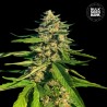 CBG CRITICAL MASS · Bulk Seed Bank · cannabis samen · Fem