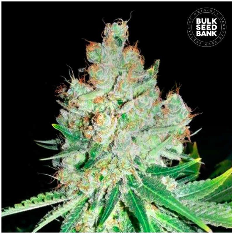 CHEESE · Bulk Seed Bank · graines de cannabis · Fem